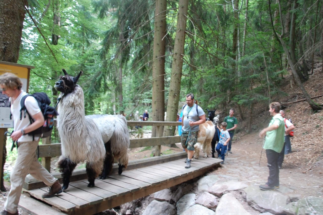 5. Collalbo – Bolzano - Via Romea Germanica
